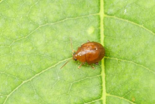 Réf. 235 410 : Sphaeroderma rubidum